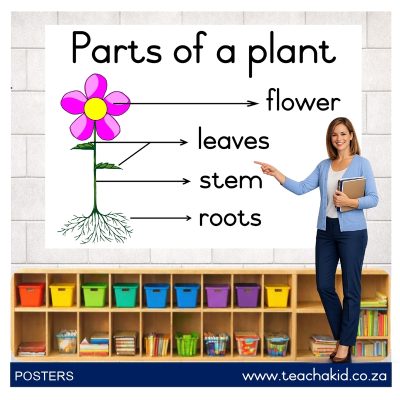 Poster: Parts of a plant 01 (printed)