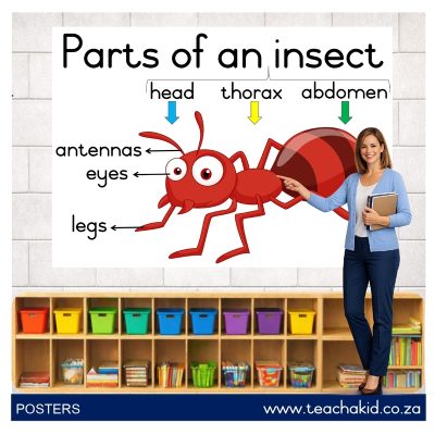 Poster: Parts of an insect (printed)